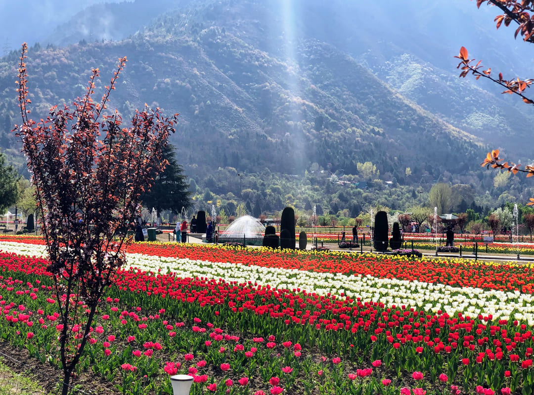 Jammu-Kashmir