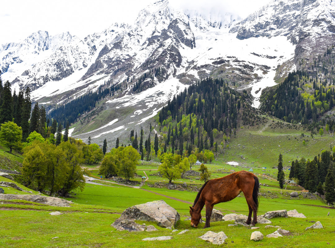 Jammu-Kashmir