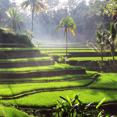 Tegallalang Valley