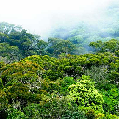 Sinharaja Forest